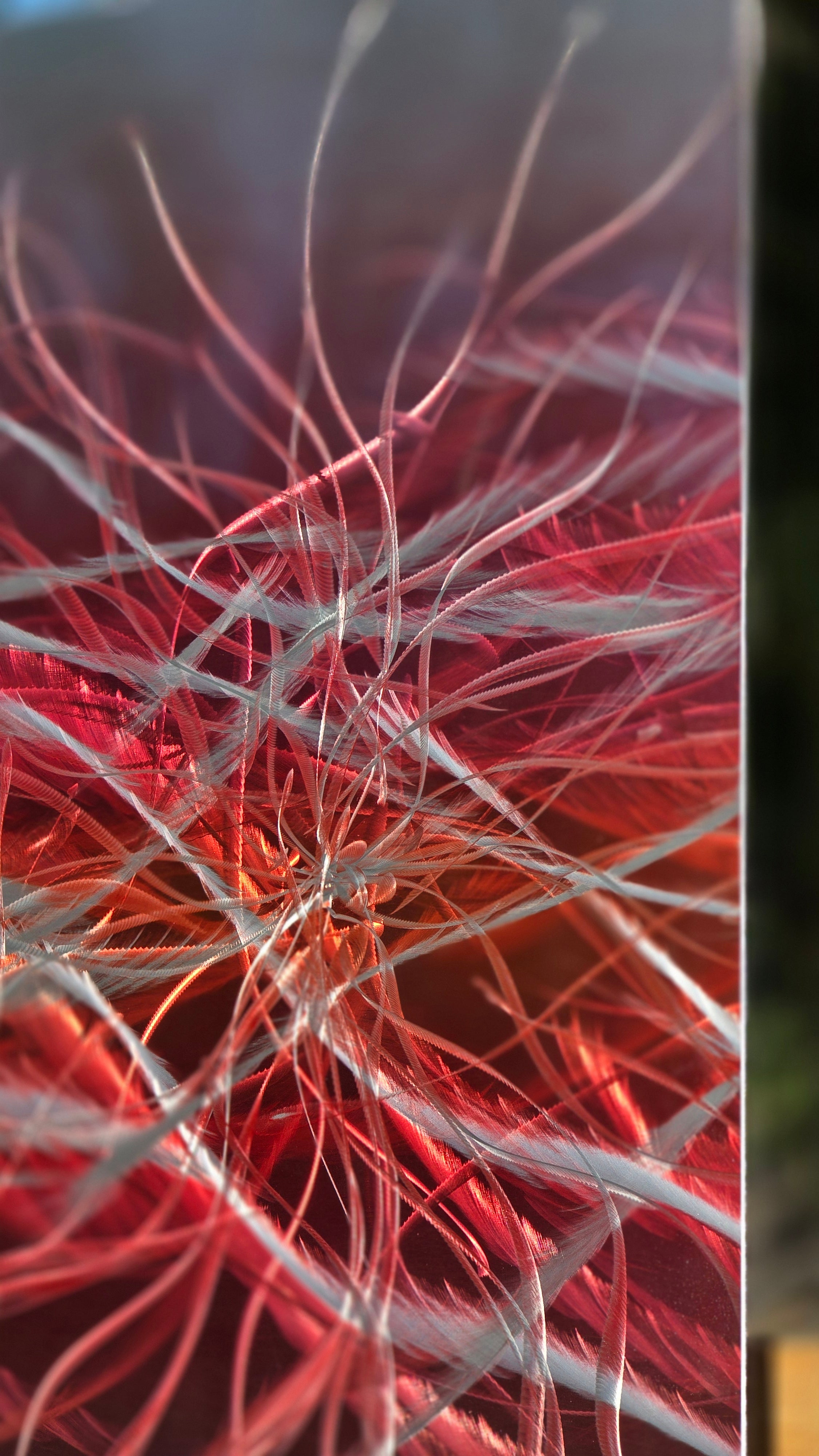 Scarlet Awakening - Metal Wall Art 12"x12"